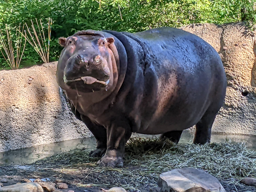 Hippo Display Nikki Diekemper hippo-display-nikki-diekemper